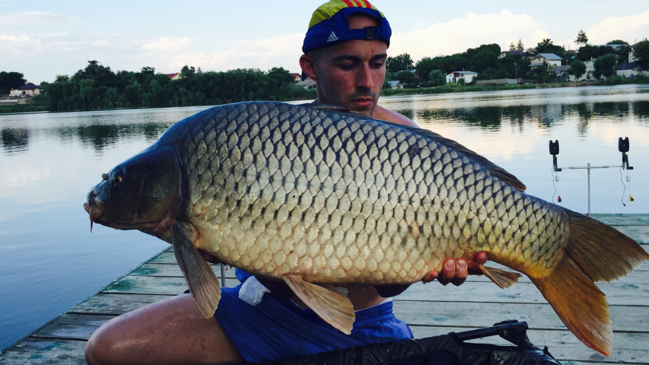 Moara Vlasiei 2 \ 1 - 2 iulie 2015